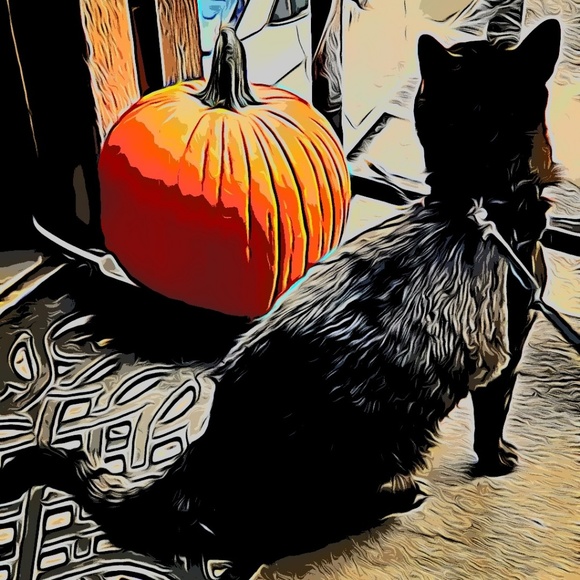 Meet your Posher, Sara - Picture 1 of 1